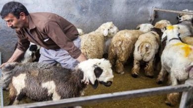 d982db8cd985d8aa d8acd8afdb8cd8af d8afd8a7d985 d8b2d986d8afd987 d8a7d985d8b1d988d8b2 d9bed986d8acd8b4d986d8a8d987 dbb1dbb7 d8a2d8a8d8a7 672ceb9360e63