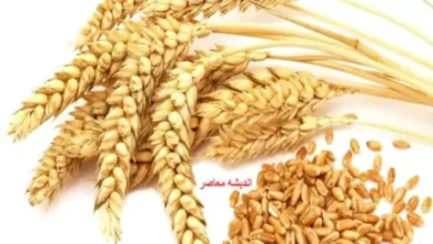 جزئیات افزایش قیمت گندم در کشور/ قیمت جدید گندم اعلام شد(۲۷ تیر) 3 d8acd8b2d8a6db8cd8a7d8aa d8a7d981d8b2d8a7db8cd8b4 d982db8cd985d8aa daafd986d8afd985 d8afd8b1 daa9d8b4d988d8b1 d982db8cd985d8aa d8acd8af 687a3edfbe4cc