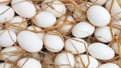 افزایش نجومی قیمت تخممرغ / قیمت دوبرابر شد / پیامدهای اقتصادی برای خانوارها و بازار 5 d8a7d981d8b2d8a7db8cd8b4 d986d8acd988d985db8c d982db8cd985d8aa d8aad8aed985d985d8b1d8ba d982db8cd985d8aa d8afd988d8a8d8b1d8a7 68cb36ee714fc
