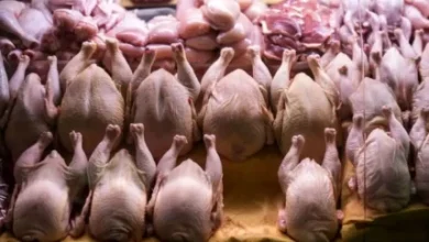 d8a2d8aed8b1db8cd986 d982db8cd985d8aa d8a7d986d988d8a7d8b9 d985d8b1d8ba d8afd8b1 dbb5 d8a2d8b0d8b1 dbb1dbb4dbb0dbb4 d986d8b1d8ae d8b3 6927d3cf150ea