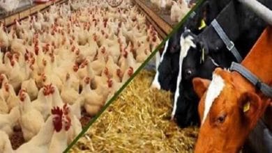 نرخ ارز جدید برای نهادههای دام و طیور / سقف اعلامشده چه تاثیری بر تولید و بازار دارد؟ / تحلیل کارشناسان اقتصادی 2 d986d8b1d8ae d8a7d8b1d8b2 d8acd8afdb8cd8af d8a8d8b1d8a7db8c d986d987d8a7d8afd987d987d8a7db8c d8afd8a7d985 d988 d8b7db8cd988d8b1 6914b64b814c2