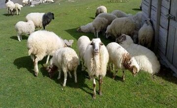 d982db8cd985d8aa d8acd8afdb8cd8af d8afd8a7d985d8b2d986d8afd987 dbb2dbb2 d8a2d8b0d8b1d985d8a7d987 dbb1dbb4dbb0dbb4 d8a7d8b9d984 693db0fb0405b